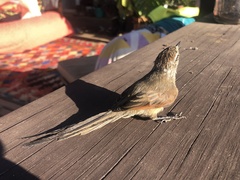 Leptasthenura aegithaloides