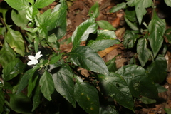 Pseuderanthemum tenellum