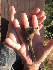 Leptasthenura aegithaloides