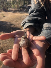 Leptasthenura aegithaloides