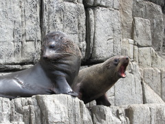 Arctocephalus forsteri
