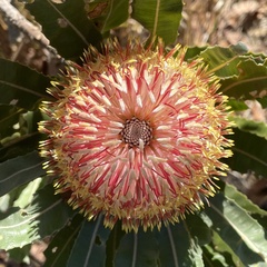 Banksia menziesii