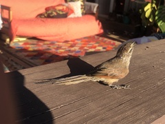 Leptasthenura aegithaloides