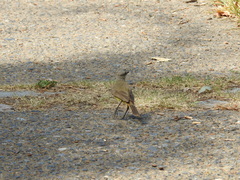 Machetornis rixosa