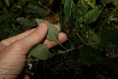 Pseuderanthemum tenellum