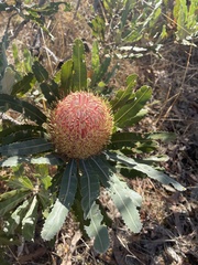 Banksia menziesii