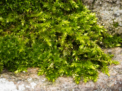 Brachythecium rutabulum