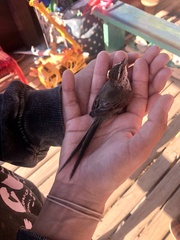 Leptasthenura aegithaloides