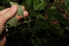 Pseuderanthemum tenellum