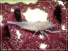 Zenopontonia soror