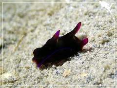 Philinopsis speciosa