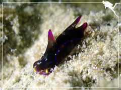 Philinopsis speciosa