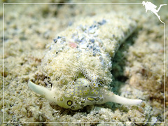 Plakobranchus ocellatus