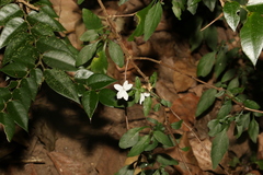Pseuderanthemum tenellum