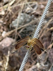 Neurothemis stigmatizans