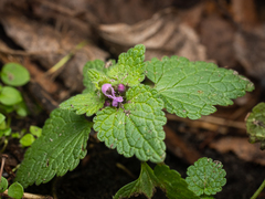 Lamium purpureum