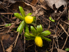 Eranthis hyemalis