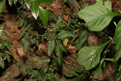 Pseuderanthemum tenellum