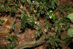 Pseuderanthemum tenellum
