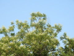 Angiospermae
