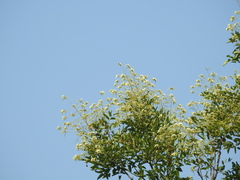Angiospermae