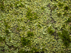 Phaeophyscia orbicularis