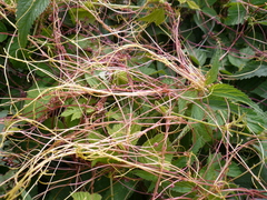 Cuscuta europaea