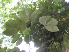 Firmiana simplex