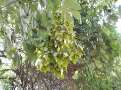 Firmiana simplex