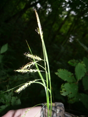 Carex arnellii