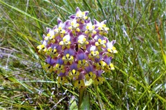 Asclepias albens