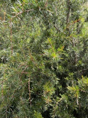 Acacia riceana