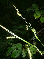 Carex arnellii