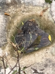 Setophaga discolor