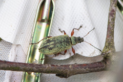 Phyllobius glaucus