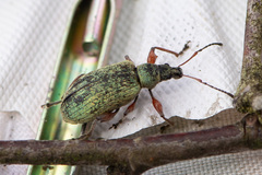 Phyllobius glaucus