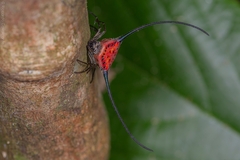Macracantha arcuata