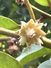 Magnoliopsida