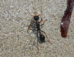 Myrmecia arnoldi