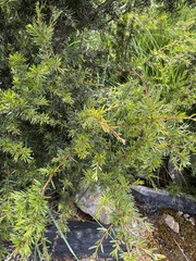 Acacia riceana
