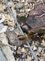 Neurothemis stigmatizans