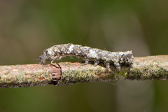 Allophyes oxyacanthae