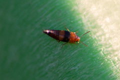 Tachyporus obtusus