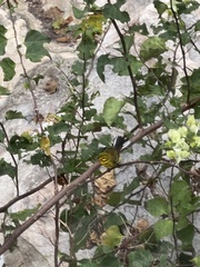 Setophaga discolor