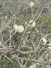 Pseudobombax septenatum