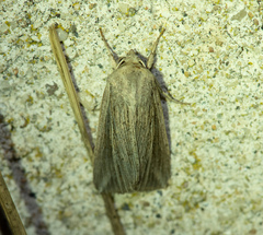 Mythimna riparia