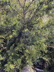 Acacia riceana