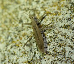 Sastrapada baerensprungi