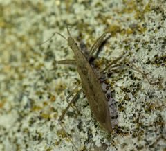 Sastrapada baerensprungi