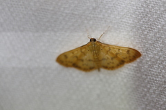 Patania balteata